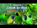 Download Lagu SUARA PIKAT CUCAK IJO RIBUT...paling jituuu
