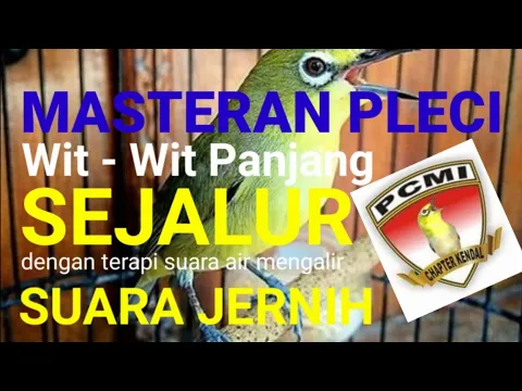 Download MP3 Jos Masteran Pleci Nembak Wit-Wit Sejalur Dengan Terapi Suara Air Mengalir di alam