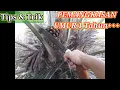 Lagu TIPS \u0026 TRIK || Cara Pemangkasan Kelapa Sawit Umur 1 Tahunan yg baik dan benar || Auto byk Buah Bro??