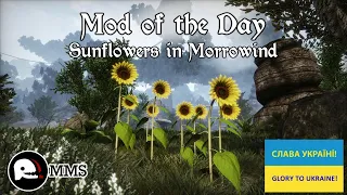 Morrowind Mod of the Day EP157 - Sunflowers in Morrowind Showcase