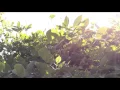 Download Lagu Kudzu pulvini: time lapse demo