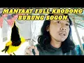 Lagu Full krodong,sogon jadi lebih ngotot dan gacor