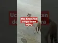 Download Lagu 😍😍ucil ketakutan dengar suara anjing #shortvideo #shorts #kucing #anjing #takut