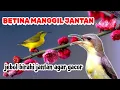 Lagu SOGON BETINA MANGGIL JANTAN | jebol birahi sogon jantan agar gacor