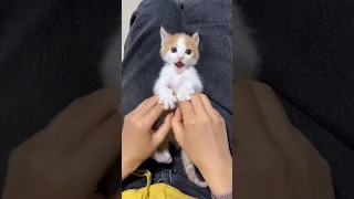 كنت طالب حلويات 