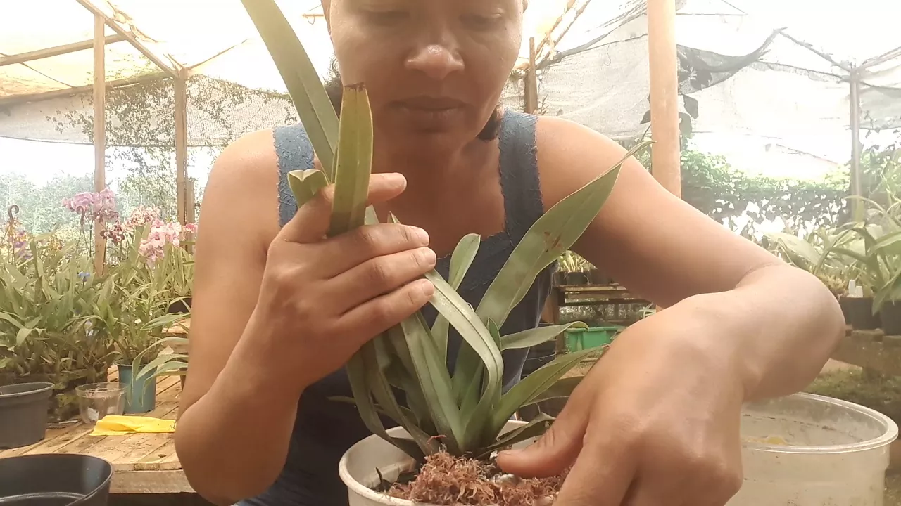 COMO CUIDAR DE ORQUÍDEAS SAPATINHOS