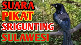suara pikat burung srigunting sulawesi