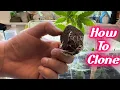 Cloning 101 - How To Clone Cannabis