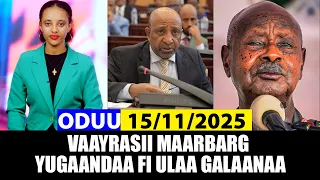 Oduu Sanbata 15 11 2025 Vaayrasii Maarbarg Wal Dhibdee Keenyaa Fi Yugaandaa A3multimediastudio 