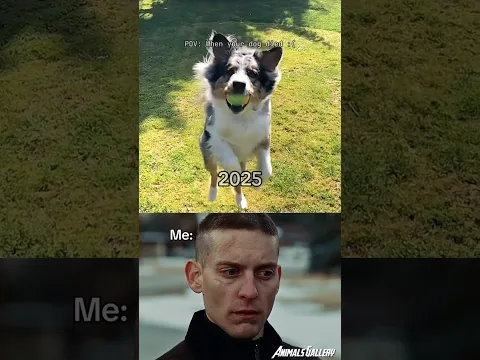 POV: when your dog died :(