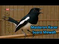 Download Lagu MP3 Masteran Burung Kacer Full Isian Mewah || Agar Cepat Gacor, Tembakan Kasar dan Juara