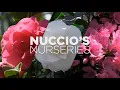Lagu Nuccio's Nurseries | World Famous Camellias and Azaleas