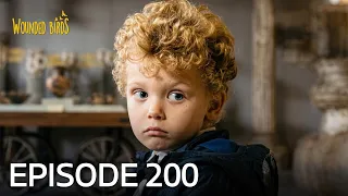 Wounded Birds | Episode 200
