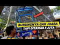 Download Lagu PUAS BANGET KENARI HASIL TERNAKAN SENDIRI MEWAH BANGET DI GANTANGAN