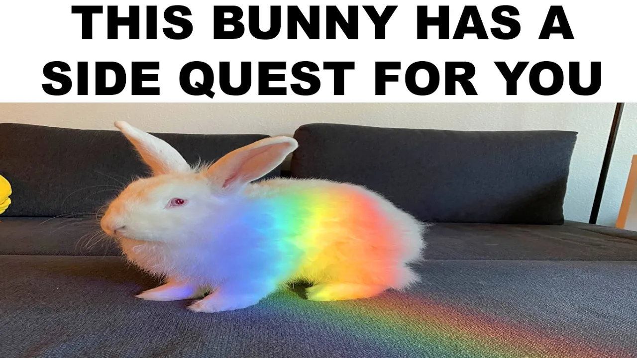 BUNNY MEMES