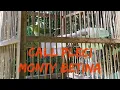 Download Lagu Call Pleci Monty Betina