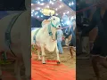 Download Lagu BIGGEST PUNJAB COW OF 2024 😲 RAN AWAY FROM PATHAN CATTLE FARM #viral #shorts #short #reels #fyp #cow