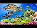 Download Lagu 11 ORE di meraviglie subacquee 4K + musica rilassante | Barriere coralline e vita marina colorata
