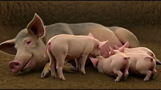 The farmer puts a camera on the pig's head