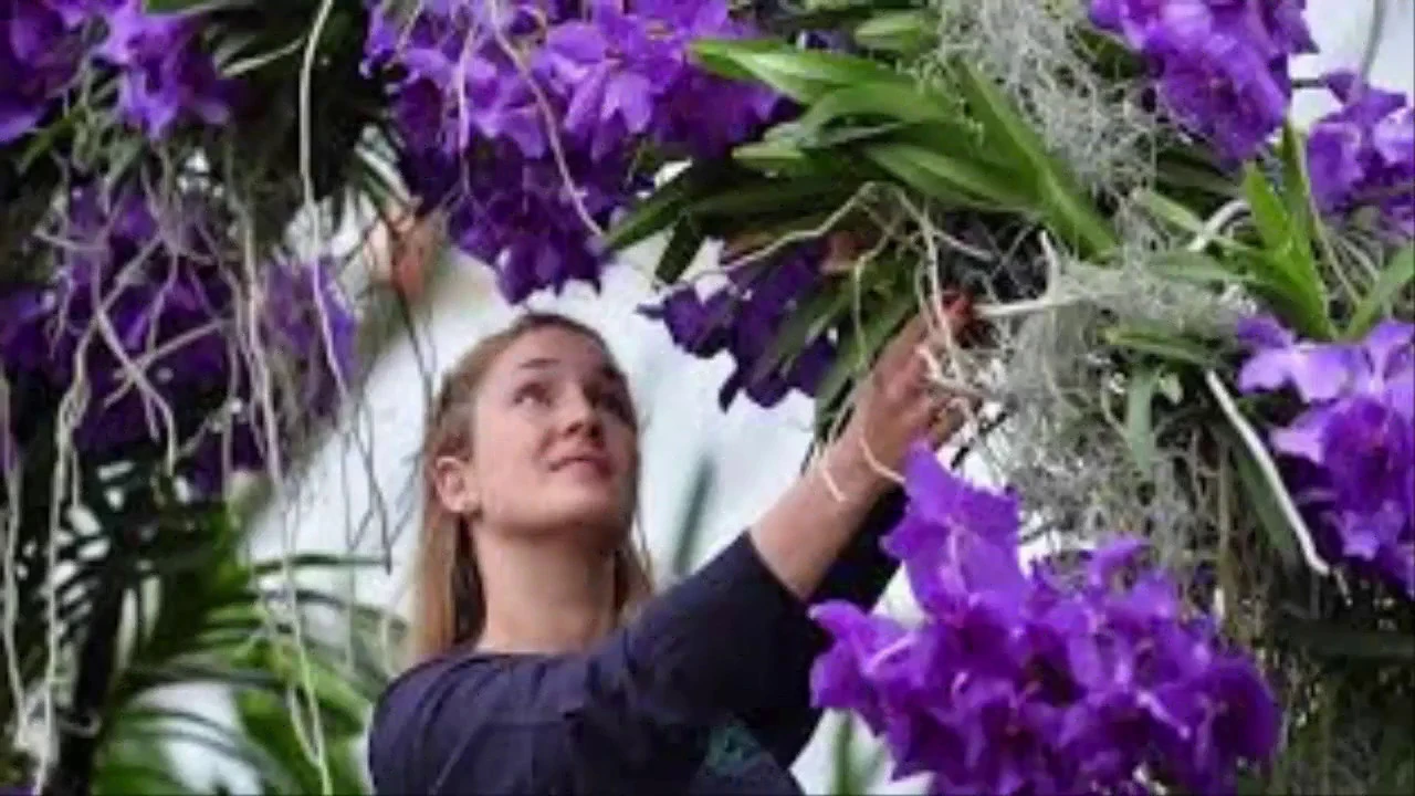 COMO CUIDAR DE ORQUÍDEAS