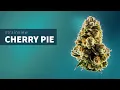 Cherry Pie - StrainView