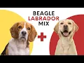 All About Beagle Labrador Mix