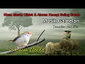 Download Lagu KICAU BURUNG CIBLEK DIIRINGI ALUNAN KECAPI SULING SUNDA dan GAMELAN  I sahabat buung manaki