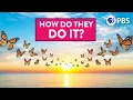 Download Lagu How We Finally Solved the Monarch Butterfly Migration Mystery