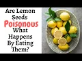Are Lemon Seeds Poisonous What Happens By Eating Them