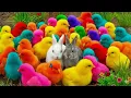 Lagu Ayam Lucu, ayam warna warni, ayam rainbow, kelinci lucu, bebek lucu, ikan koi, Hewan Lucu