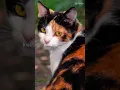 Download Lagu kucing 3 warna