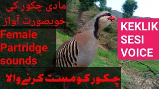 female chakor sounds chukar voice chakor ki awaz female chukar calling muhammadali999