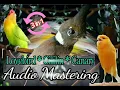 Download Lagu AUDIO 3 in 1 !! SUARA MASTERAN CILILIN / LOVEBIRD / KENARI FULL MATERI