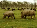 Roger Whittaker - My Land Is Kenya