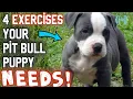 4 BEST exercises for your new pit bull puppy