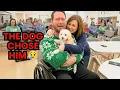 Lagu Emotional Event: Dogs Choose Their New Owners at Christmas | December Adoption (Ai Emotional Videos)