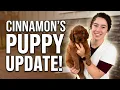 Cinnamon s Litter