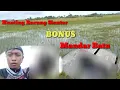 Cari Burung Siantar Sawah//Bonus Burung Mandar Batu//