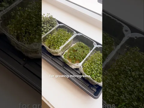 ✨ZERO-WASTE WAY TO GROW MICROGREENS 🌱