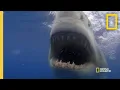 How a Great White Shark Strikes Shark Attack Files
