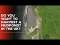 Download Lagu KOI HARVEST IN NORTH WALES? WANT TO BE INVOLVED??