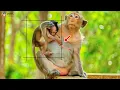Download Lagu Hungry Baby Monkey Struggles to Nurse as Mom Seems Distracted.