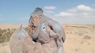 الفرق بين القمري المهاجر واليمام المطوق  الطيور المهاجره  قمري  يمام دندنها