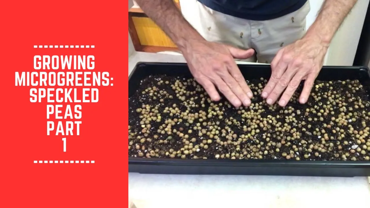 Growing Microgreens: Speckled Peas Part 1