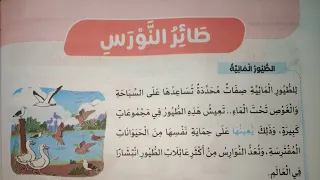 شرح وحل تدريبات درس طائر النورس للصف الرابع الابتدائي 2023 