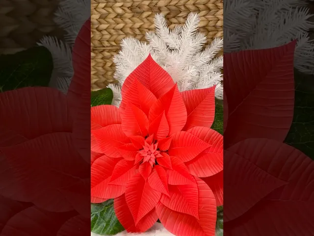 Poinsettia video thumbnail