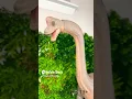 Download Lagu Giant Brachiosaurus Vs Giant T Rex #dinosaurs