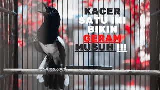 Download KACER MANA YANG NGGAK BAKALAN EMOSI DAN TARUNG !, PANCINGAN KACER TARUNG JEDA RAPAT MP3