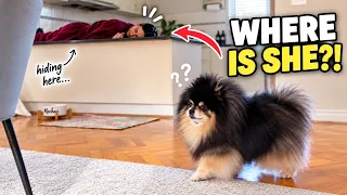 I Hid From My Pomeranian to See If She Could Find Me