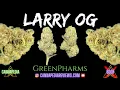 Larry OG Strain Review - GreenPharms